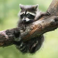 Animal and Wildlife Stock Images