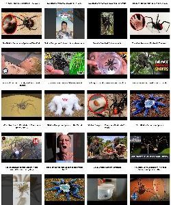 Dangerous Spiders Instant Mobile Video Site