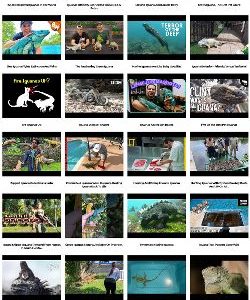 Iguanas Instant Mobile Video Site
